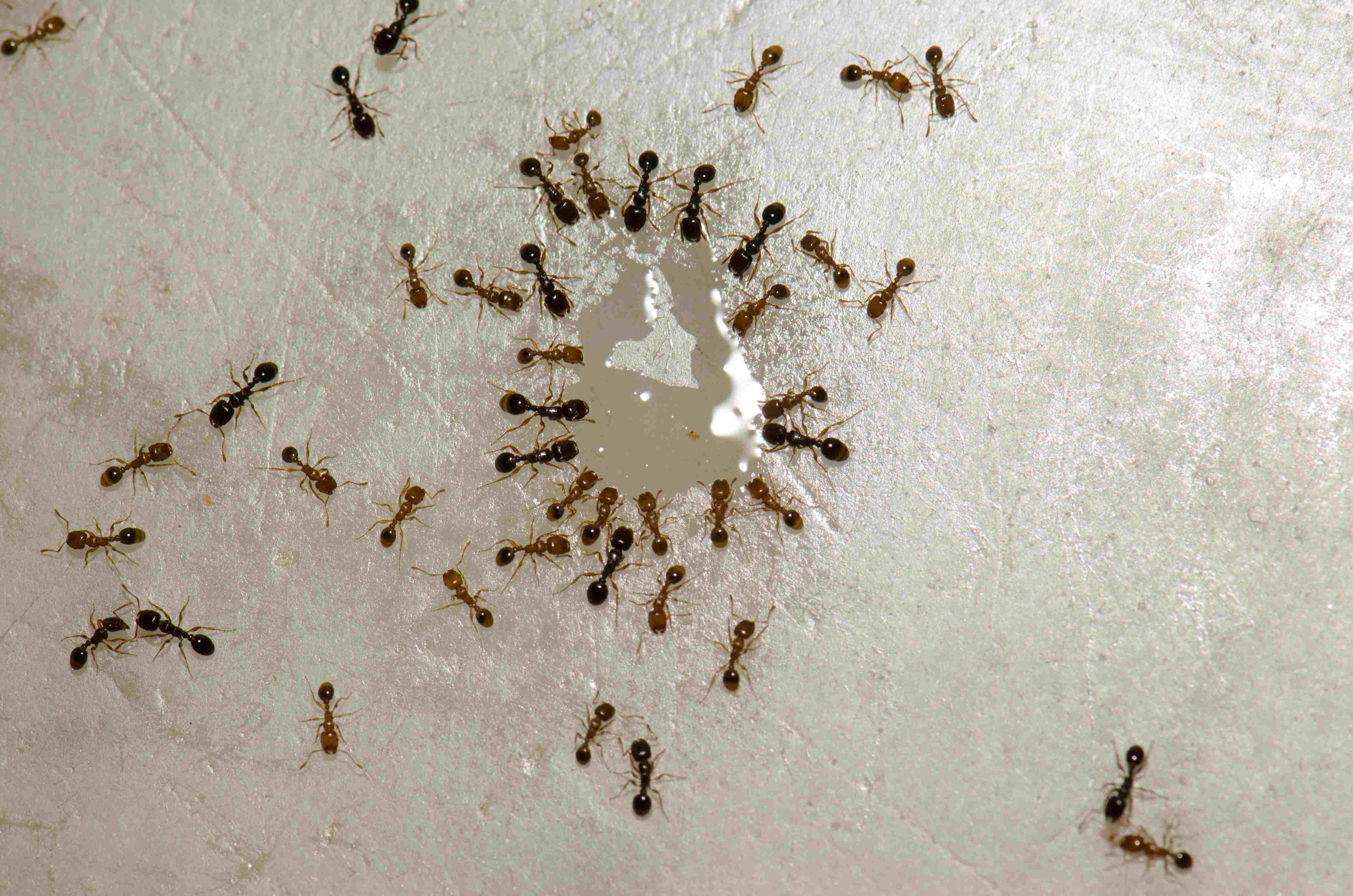 ants